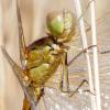 Sympetrum meridionale